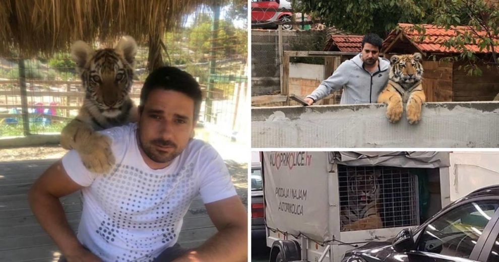 'Tigru je bilo bolje nego ljudima ovdje u gradu. Imao je za ist i pit, Ivan ga voli kao svoju djecu'