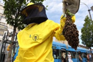 Pčele u Zagrebu zuje 'protuzakonito', posebice na Jelačić placu, oko Sabora ili u Maksimirskoj