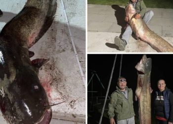 Iz Drave ulovio soma od 56 kila: ‘Bila je to borba između njega i mene, još uvijek me bole mišići’ Iz Drave ulovio soma od 56 kila: ‘Bila je to borba između njega i mene, još uvijek me bole mišići’