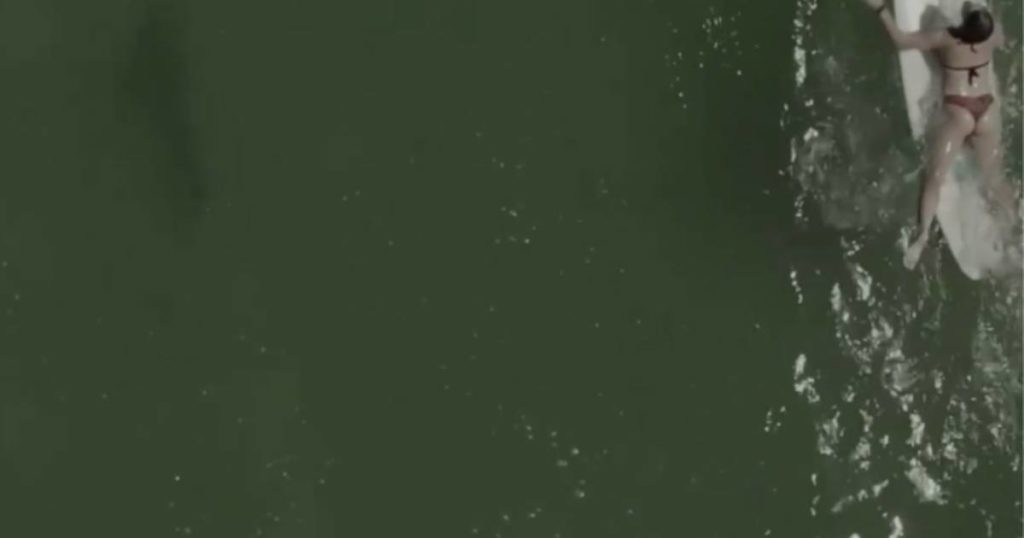 Iznad predatora: Surfer u Floridi prošao pored morskog psa