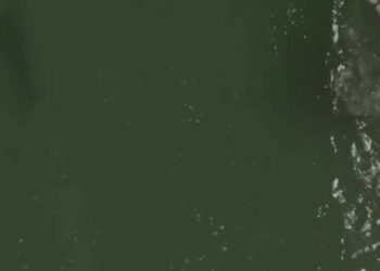 Iznad predatora: Surfer u Floridi prošao pored morskog psa