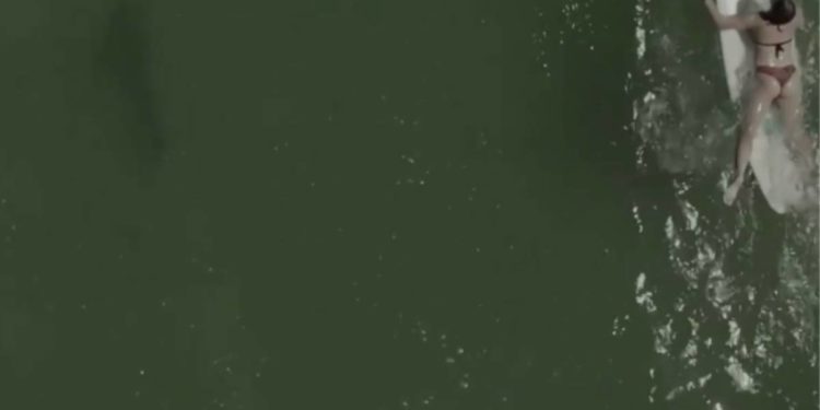 Iznad predatora: Surfer u Floridi prošao pored morskog psa