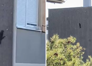 VIDEO Vjeverica u centru Splita: ‘Ovo je prvi put da je na fasadi, možda je ušla i kroz prozor…’