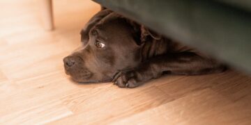 Prijatelji životinja poručuju: ‘Skupljeno više od 10.000 potpisa za zabranu pirotehnike, potpisivanje se nastavlja!’