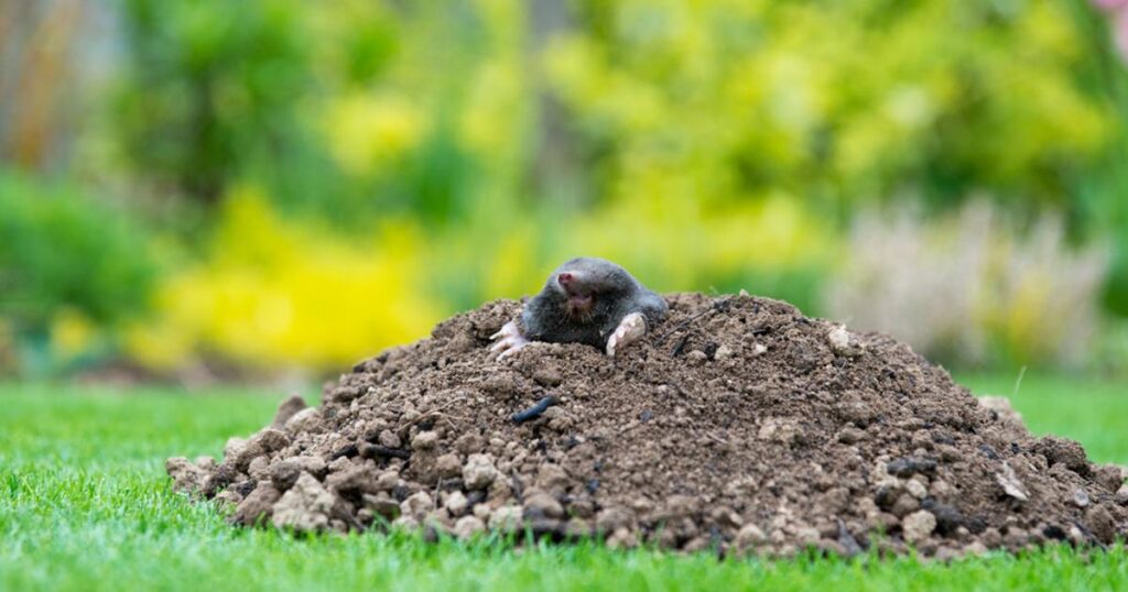 Od ricinusa do vjetrenjača: Evo kako ćete najlakše ‘deložirati’ krtice iz svog povrtnjaka