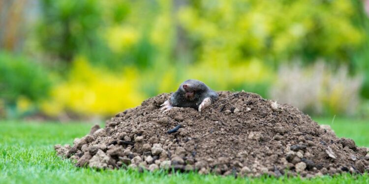 Od ricinusa do vjetrenjača: Evo kako ćete najlakše ‘deložirati’ krtice iz svog povrtnjaka