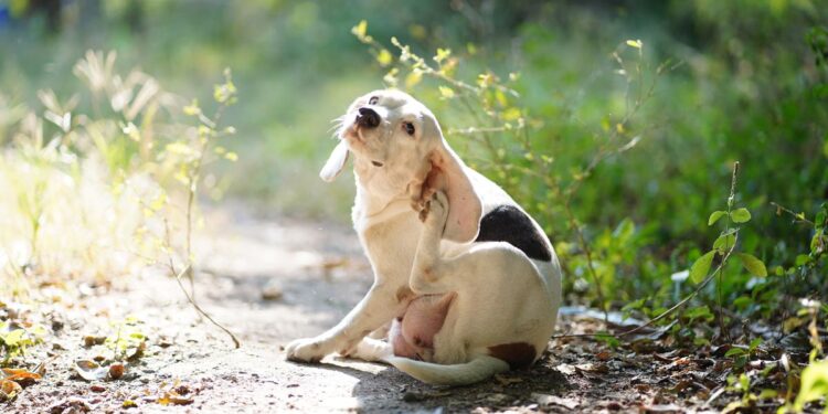 Veterinar izdao upozorenje: Ako vaš pas češe uho, to može biti rani znak ozbiljnog problema