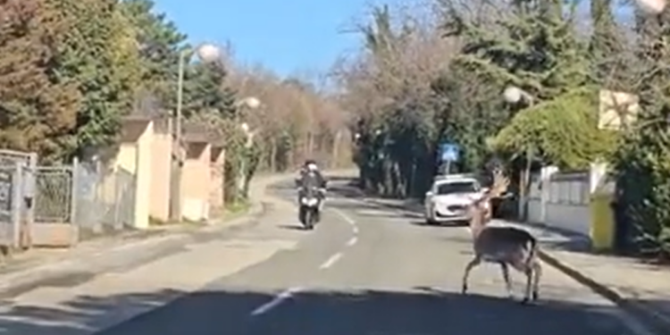VIDEO Scena na Pantovčaku šokirala građane: Jelen u punom trku naletio na motociklista
