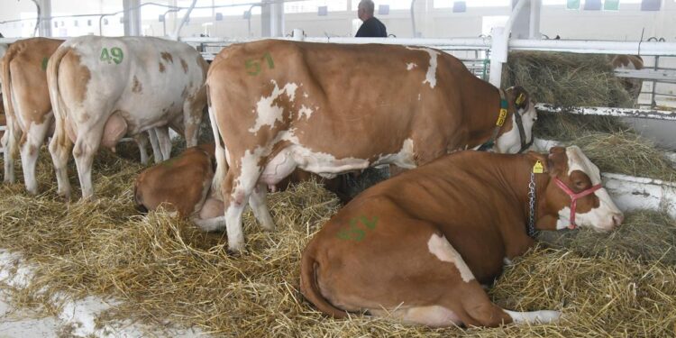 Hrvatska stekla status zemlje oslobođene od tuberkuloze goveda Hrvatska stekla status zemlje oslobođene od tuberkuloze goveda