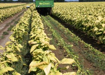 Pod duhanom 1900 hektara, otkup osiguran