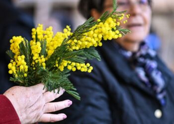 Jeste li kupili mimoze svojim ženama? Evo zašto su one simbol Međunarodnog dana žena